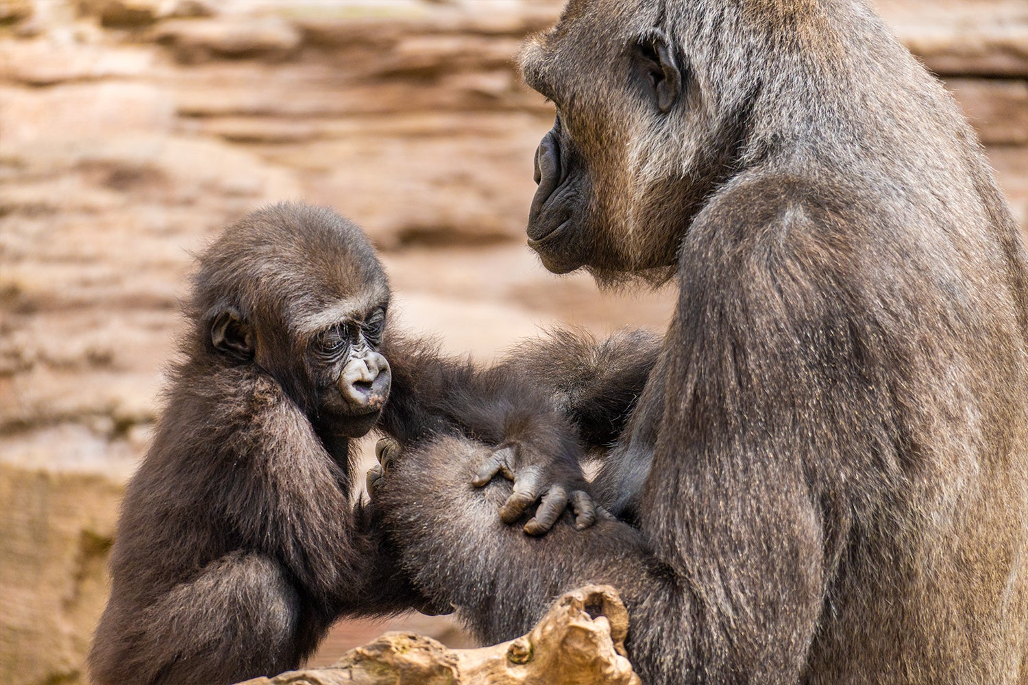 Cinco cosas que puedes hacer para preservar especies en peligro de extinción Cinco cosas que puedes hacer para preservar especies en peligro de extinción
