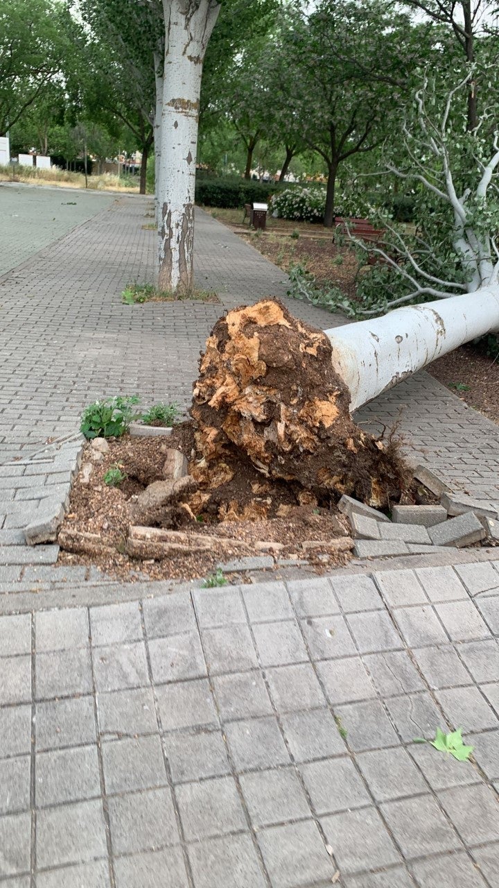 El vendaval del sábado provoca que 26 árboles tengan que ser talados en Ciudad Real El vendaval del sábado provoca que 26 árboles tengan que ser talados en Ciudad Real