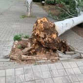 Uno de los árboles que cayeron debido al viento
