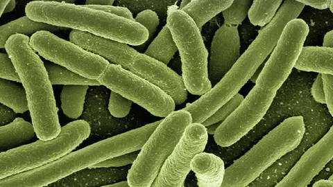 Imagen de archivo de bacterias. Científicos españoles enseñan a las bacterias a jugar al tres en raya