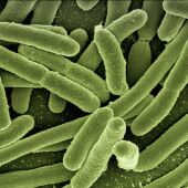 Imagen de archivo de bacterias.