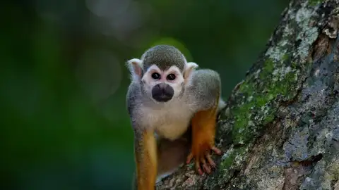 Imagen de archivo de un mono