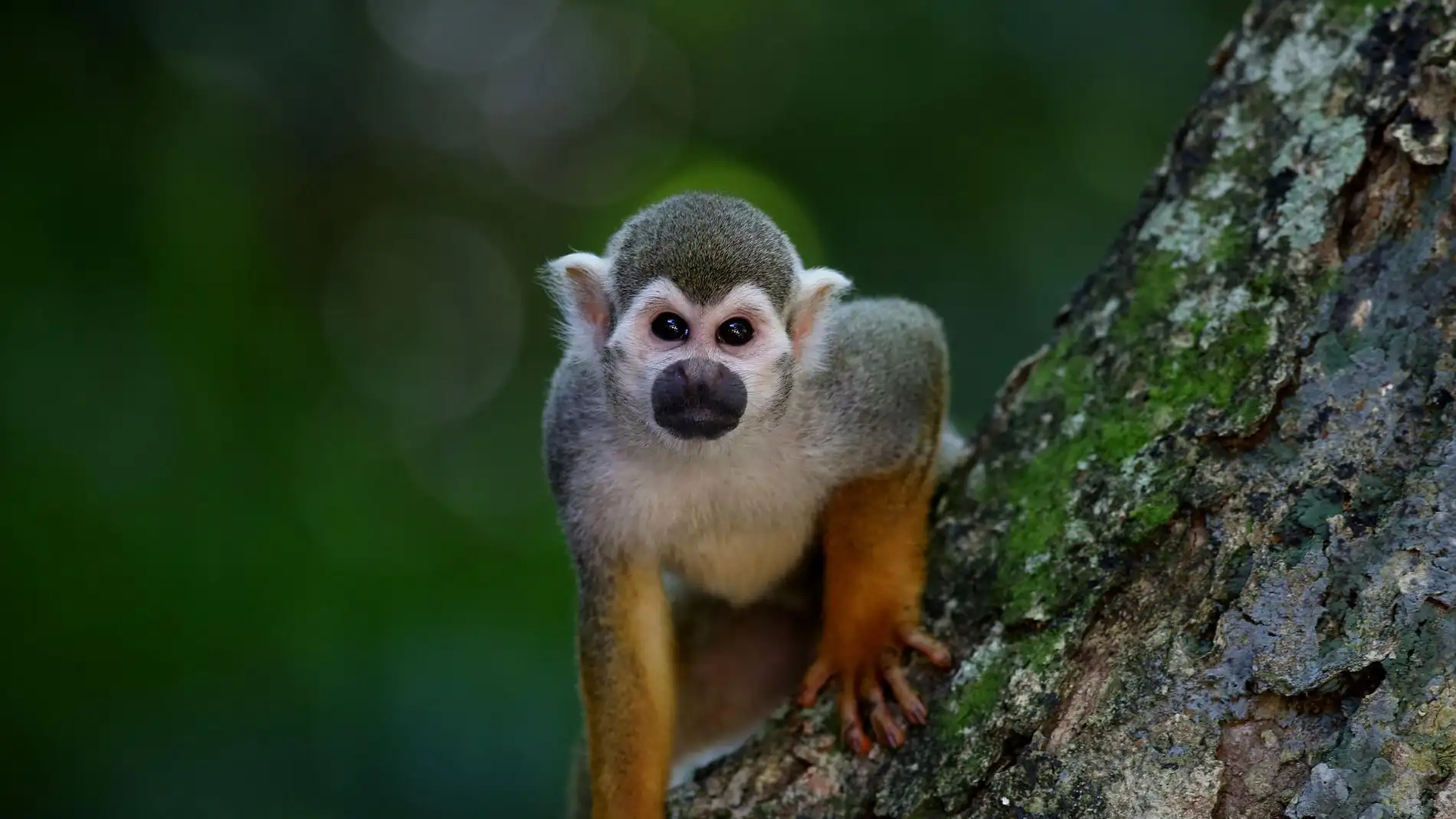 Por qué se llama viruela del mono al monkeypox | Pixabay