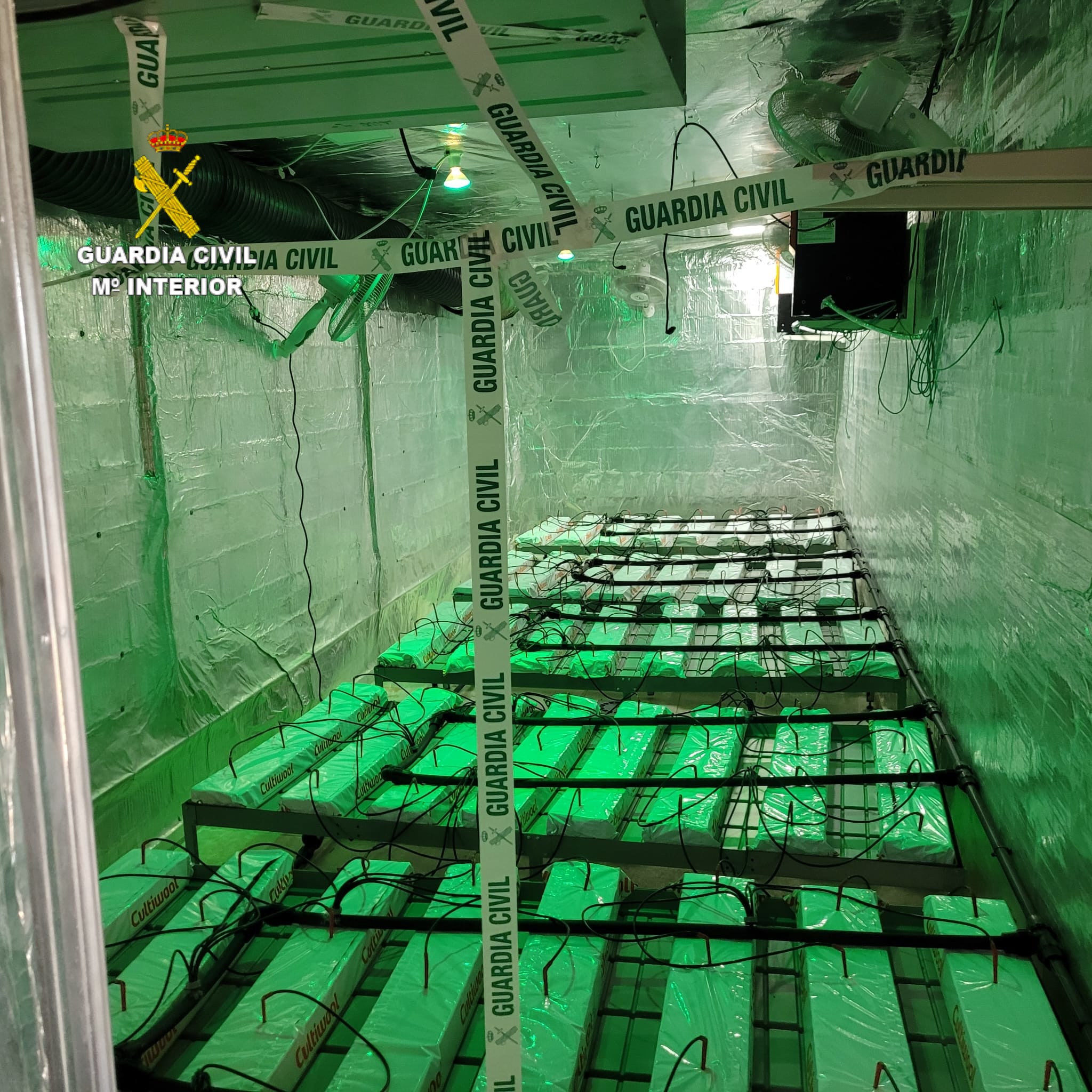 Desmantelado en Alcora una plantación de marihuana sin tierra Desmantelado en Alcora una plantación de marihuana sin tierra