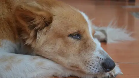Perro triste Perro triste