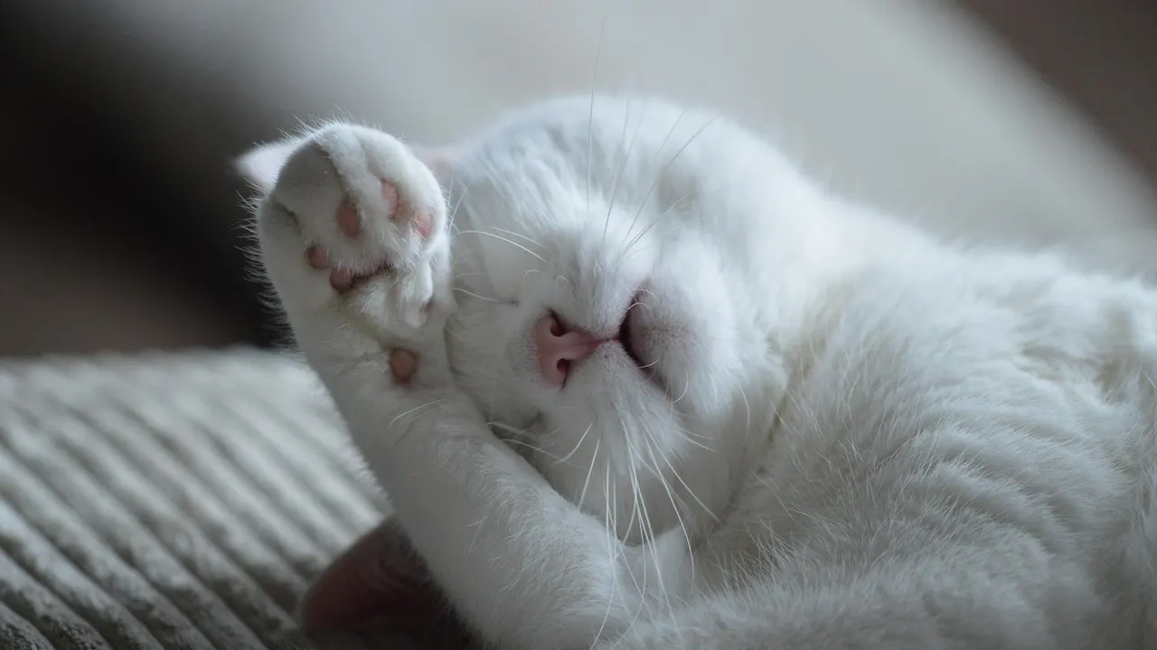 Fotografía de archivo de un gato.