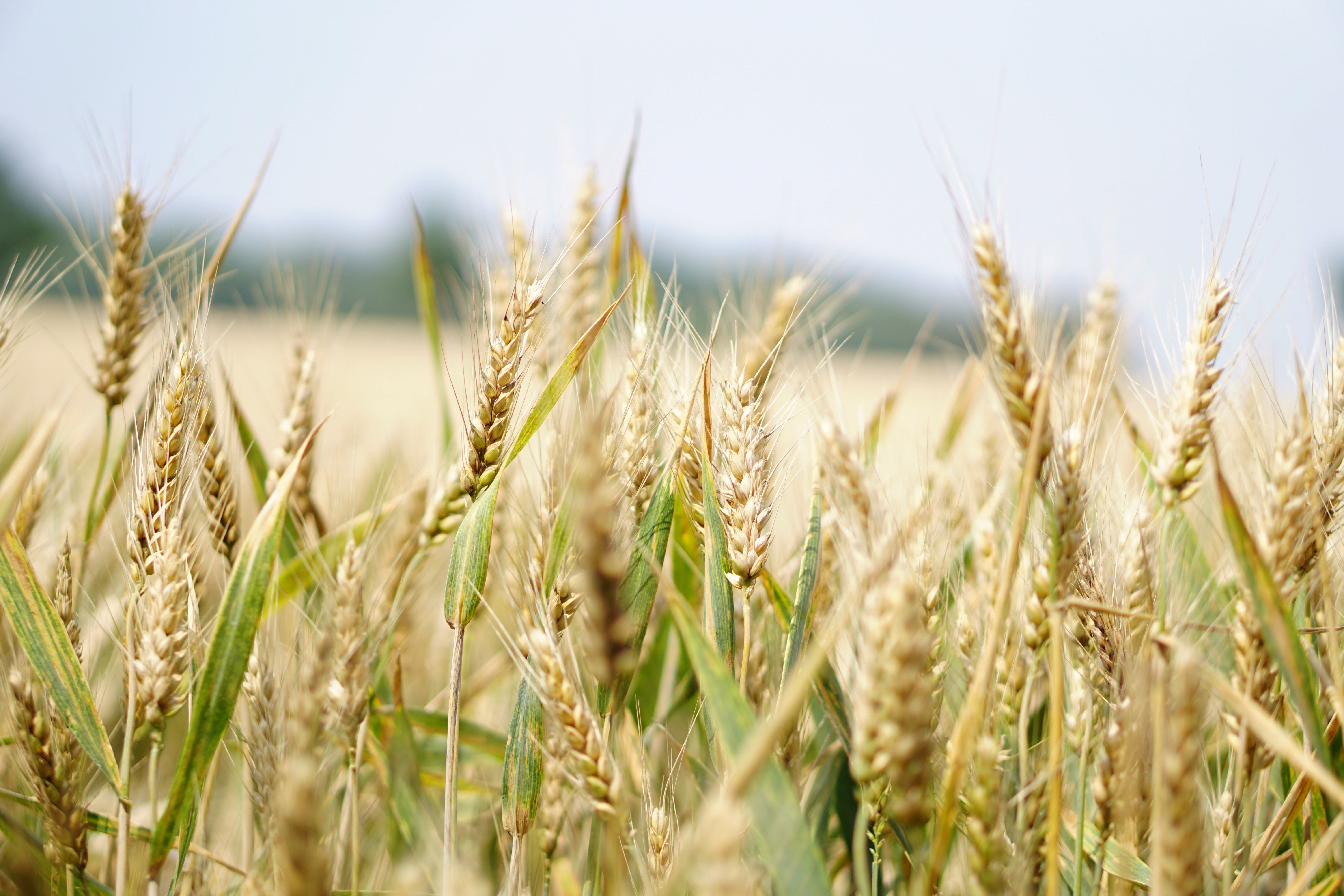 La ola de calor ocasiona grandes pérdidas en los cultivos de cereal de la provincia de Ciudad Real La ola de calor ocasiona grandes pérdidas en los cultivos de cereal de la provincia de Ciudad Real