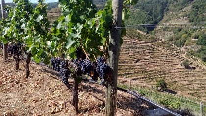 84 vinos de 32 bodegas participaron en la cata oficial de la D.O Ribeira Sacra 84 vinos de 32 bodegas participaron en la cata oficial de la D.O Ribeira Sacra