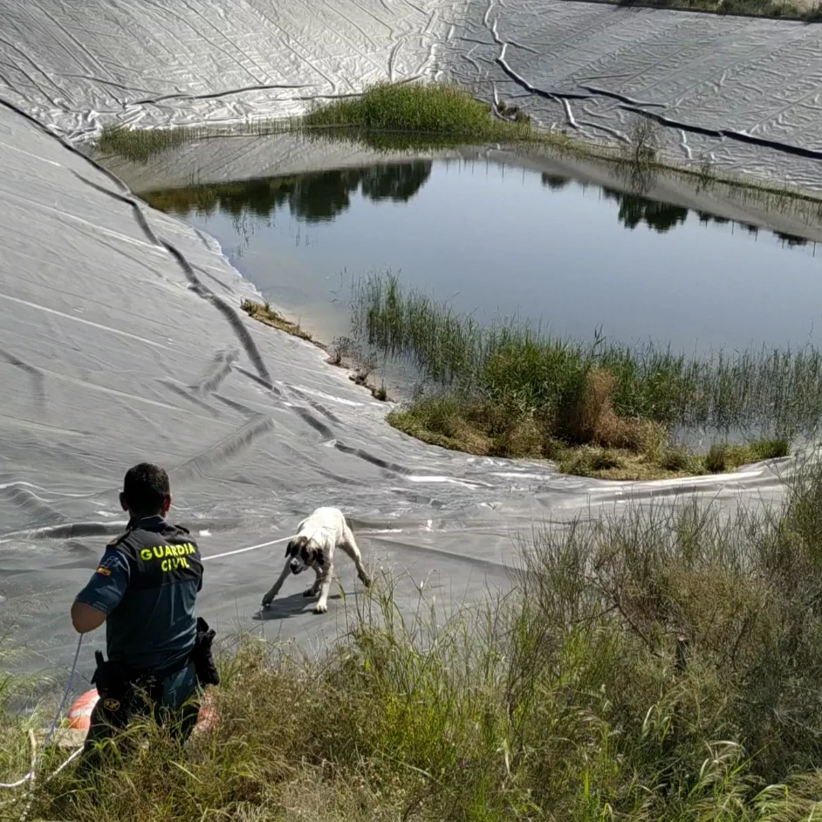 La Guardia Civil rescata a dos perros un pantano de riego de Totana | Onda Cero Radio