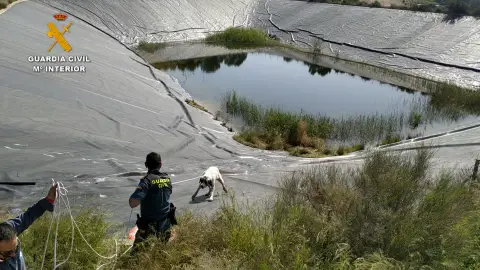 La Guardia Civil rescata a dos perros en un pantano de riego de Totana