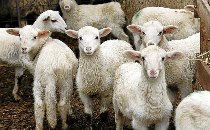 Miles de animales sanos ya han sido sacrificados este año en Ciudad Real debido a la crisis del sector ganadero Miles de animales sanos ya han sido sacrificados este año en Ciudad Real debido a la crisis del sector ganadero