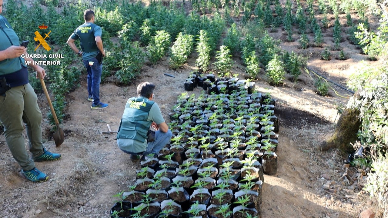 La Guardia Civil desarticula una organización criminal dedicada al cultivo “outdoor" La Guardia Civil desarticula una organización criminal dedicada al cultivo “outdoor"