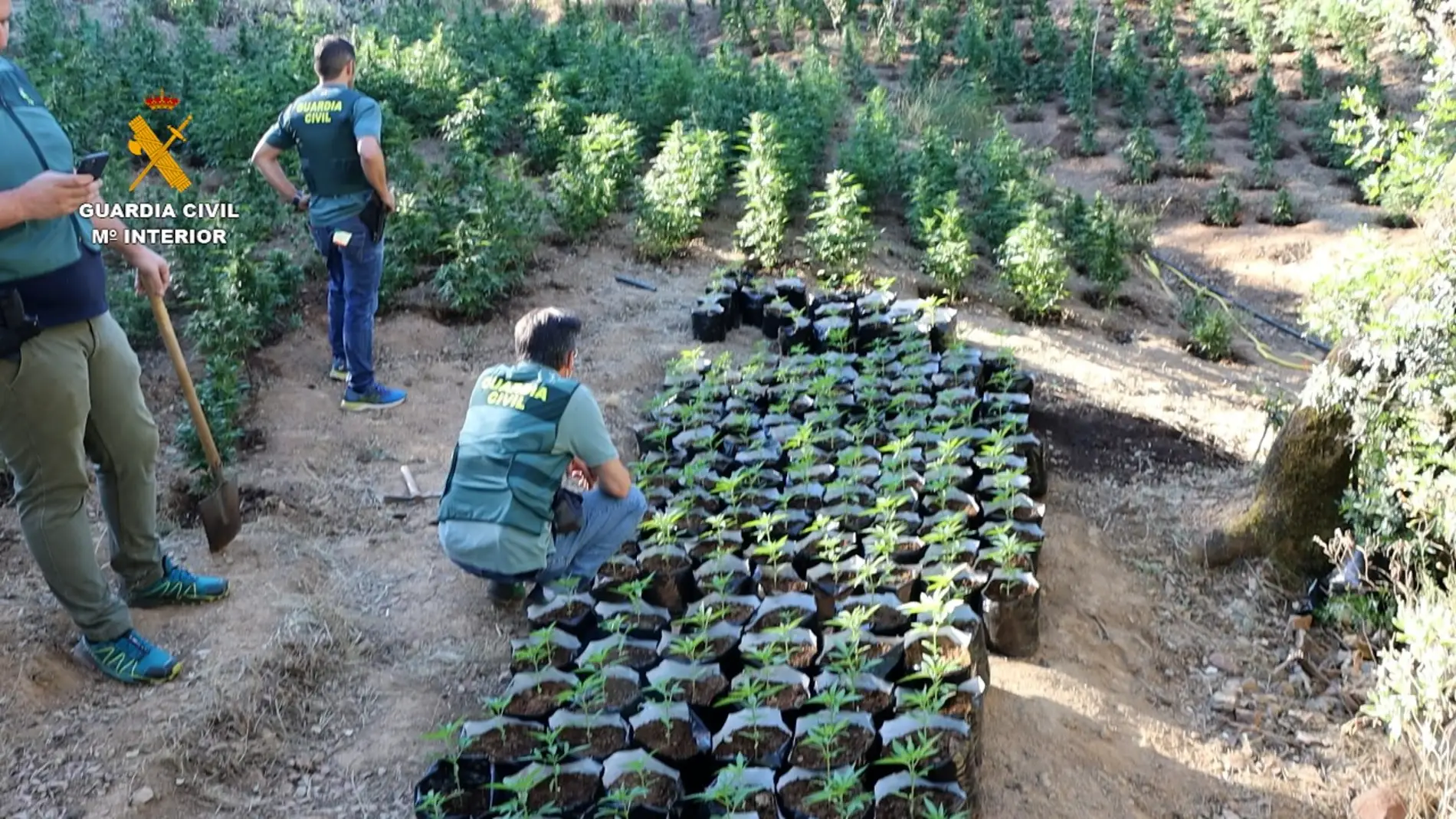 La Guardia Civil desarticula una organización criminal dedicada al cultivo “outdoor"