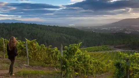 Consello Regulor da DO Rías Baixas Panorámica dun viñedo da DO