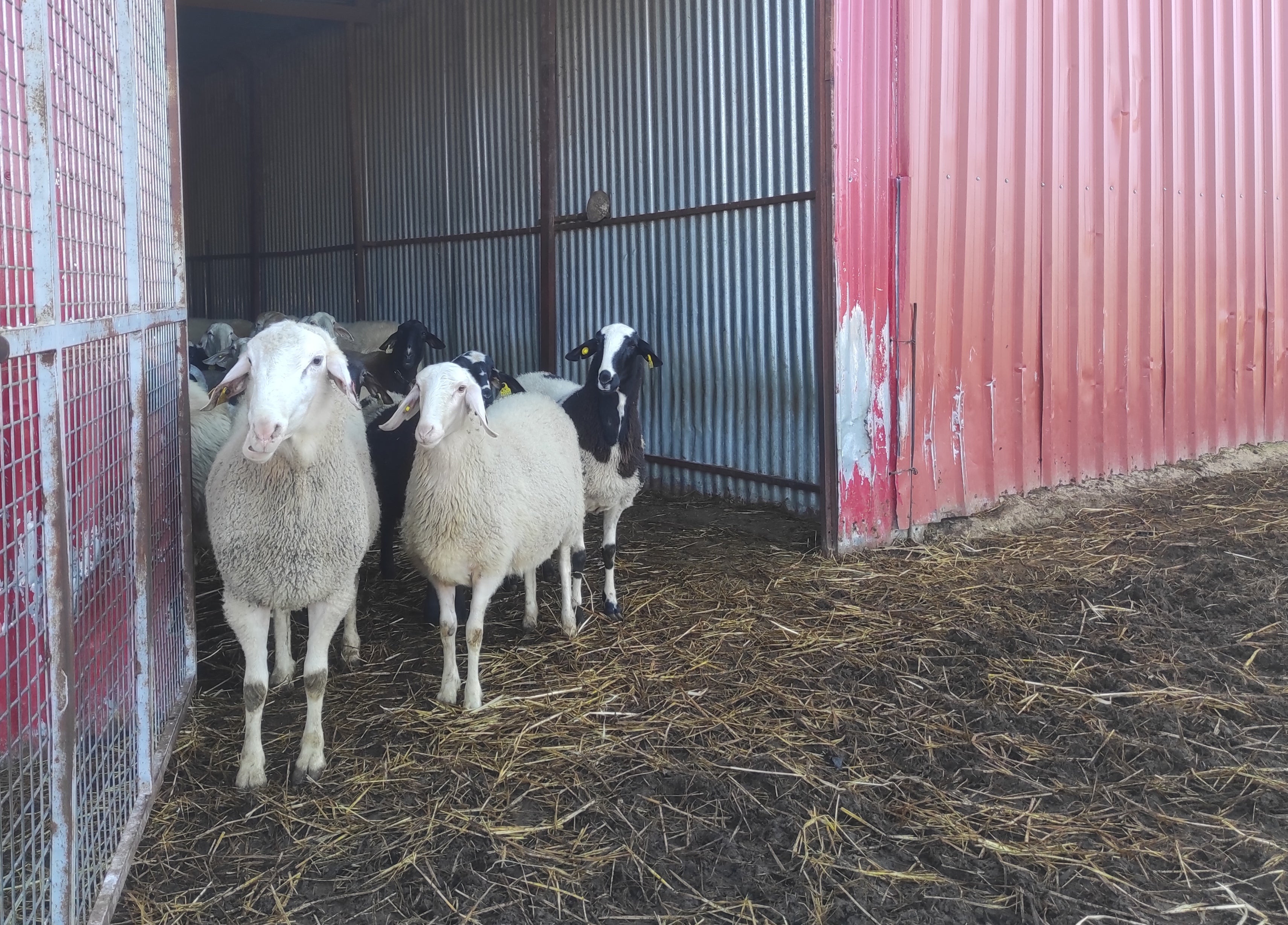 La crisis del sector ganadero lleva al sacrificio de miles de animales sanos en la provincia de Ciudad Real La crisis del sector ganadero lleva al sacrificio de miles de animales sanos en la provincia de Ciudad Real