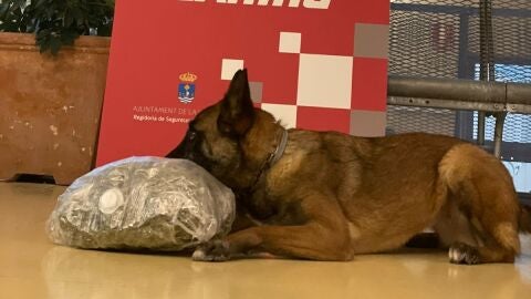 Perra polic&iacute;a
