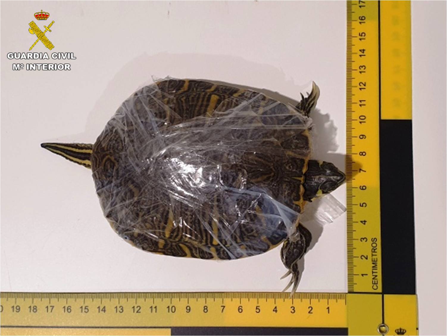 La Guardia Civil rescata 46 tortugas y 37 cangrejos vivos en el Aeropuerto Alicante-Elche La Guardia Civil rescata 46 tortugas y 37 cangrejos vivos en el Aeropuerto Alicante-Elche