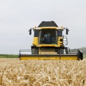 La cosecha del cereal de invierno se podría reducir en un 25%