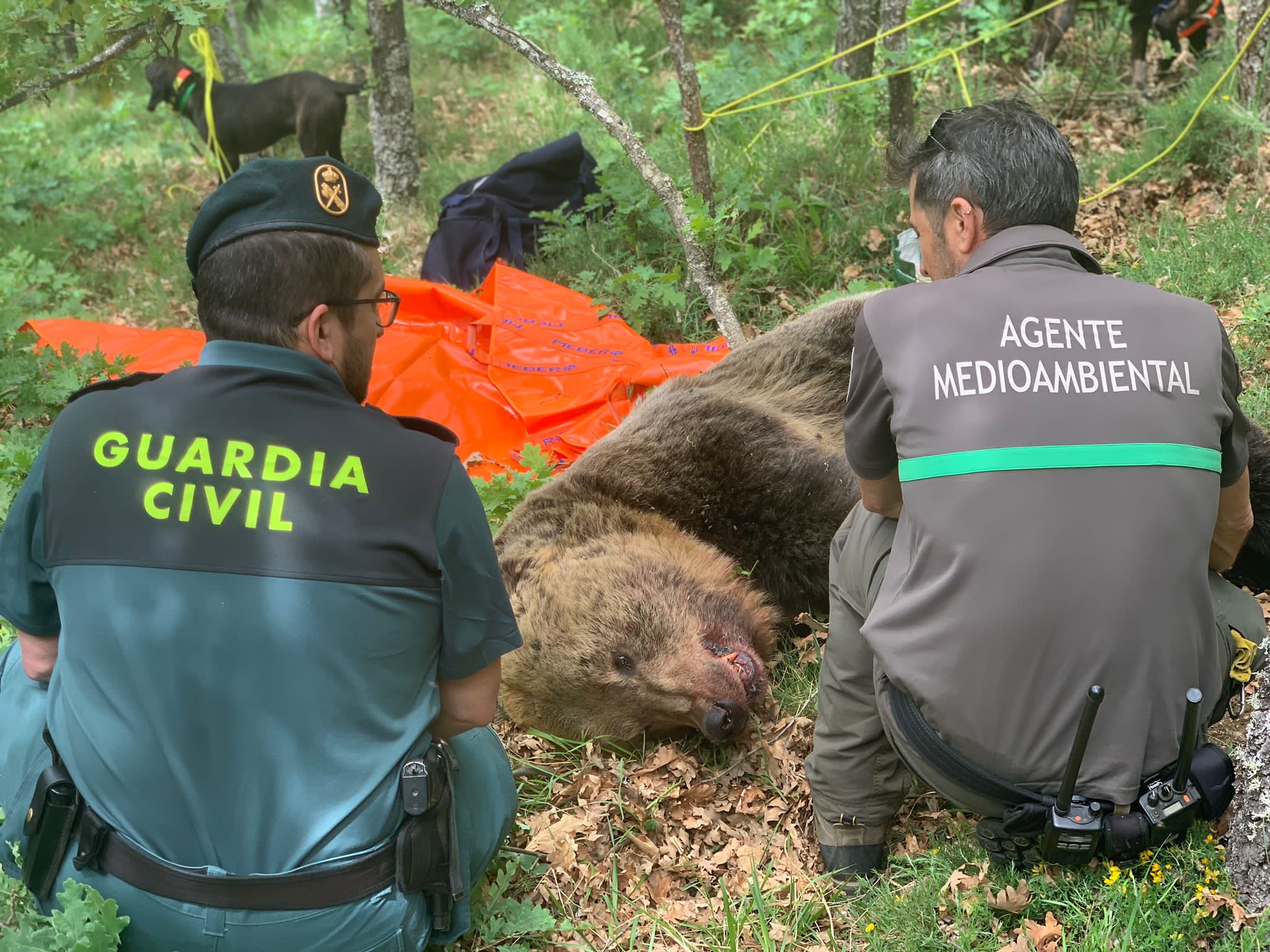 Desplegado un operativo para localizar a dos ejemplares adultos de oso pardo y un osezno despeñados en la Montaña Palentina Desplegado un operativo para localizar a dos ejemplares adultos de oso pardo y un osezno despeñados en la Montaña Palentina
