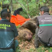  La Junta despliega un operativo para localizar a dos ejemplares adultos de oso pardo y un osezno despeñados en la Montaña Palentina