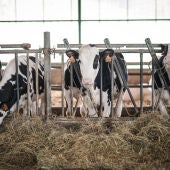 Vacas lecheras pastan en una granja.