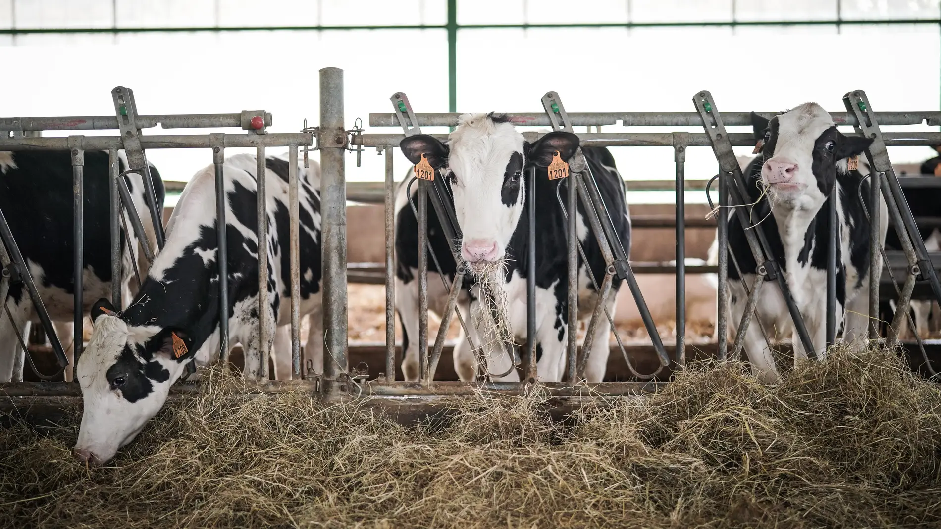 Vacas lecheras pastan en una granja.