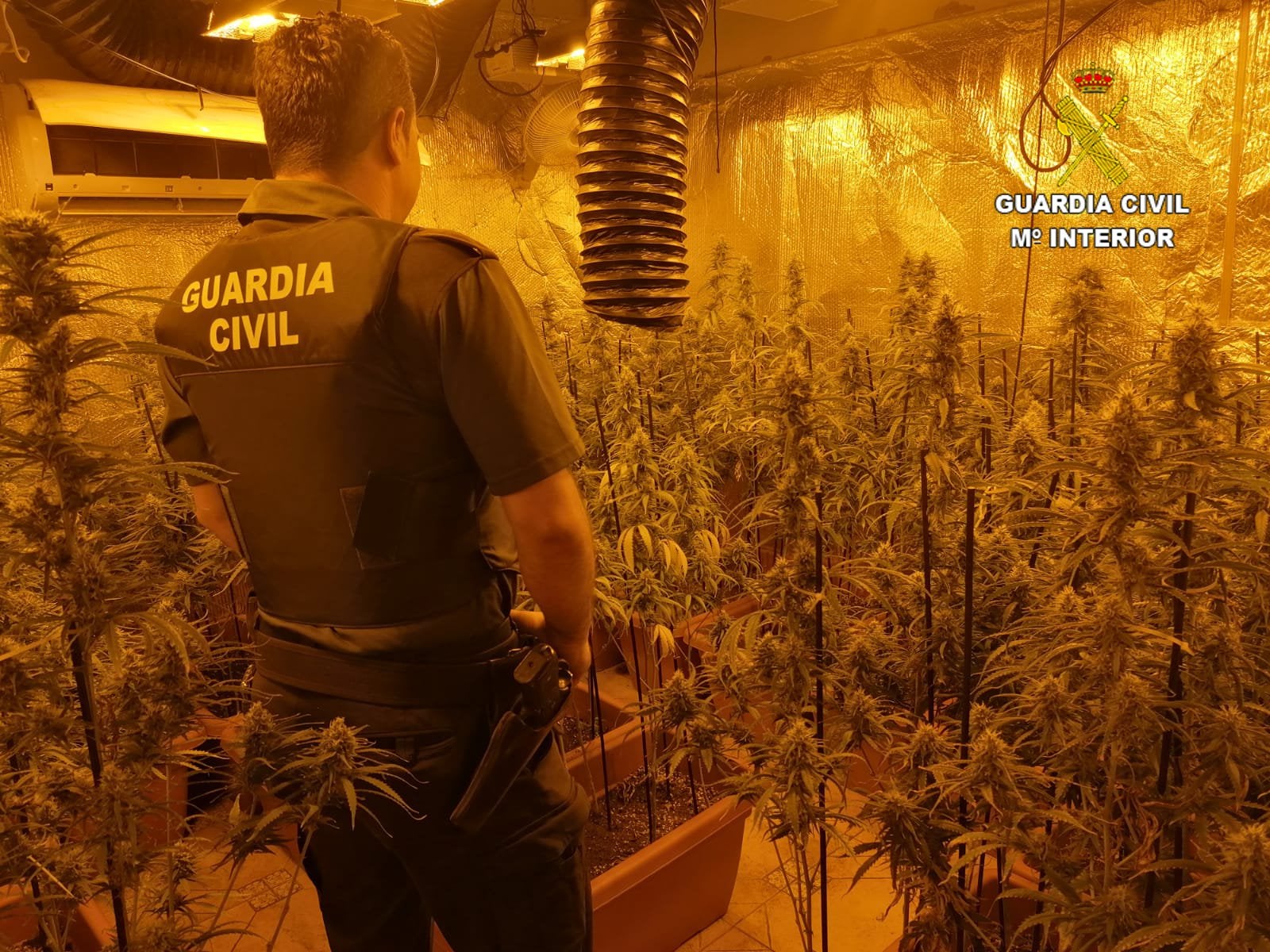 La Guardia Civil interviene casi 1.000 plantas de marihuana en la provincia de Toledo La Guardia Civil interviene casi 1.000 plantas de marihuana en la provincia de Toledo
