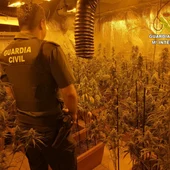 Plantación de marihuana en Los Navalucillos Plantación de marihuana en Los Navalucillos