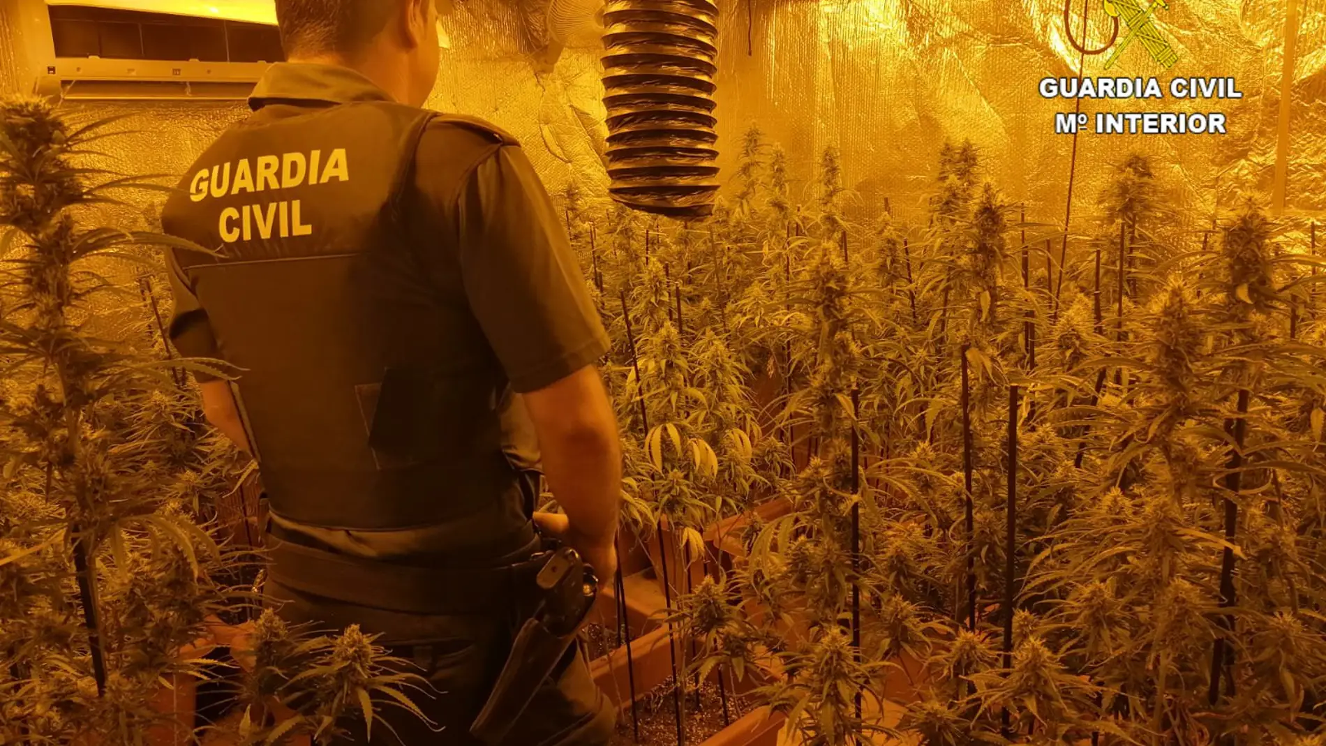 Plantación de marihuana en Los Navalucillos