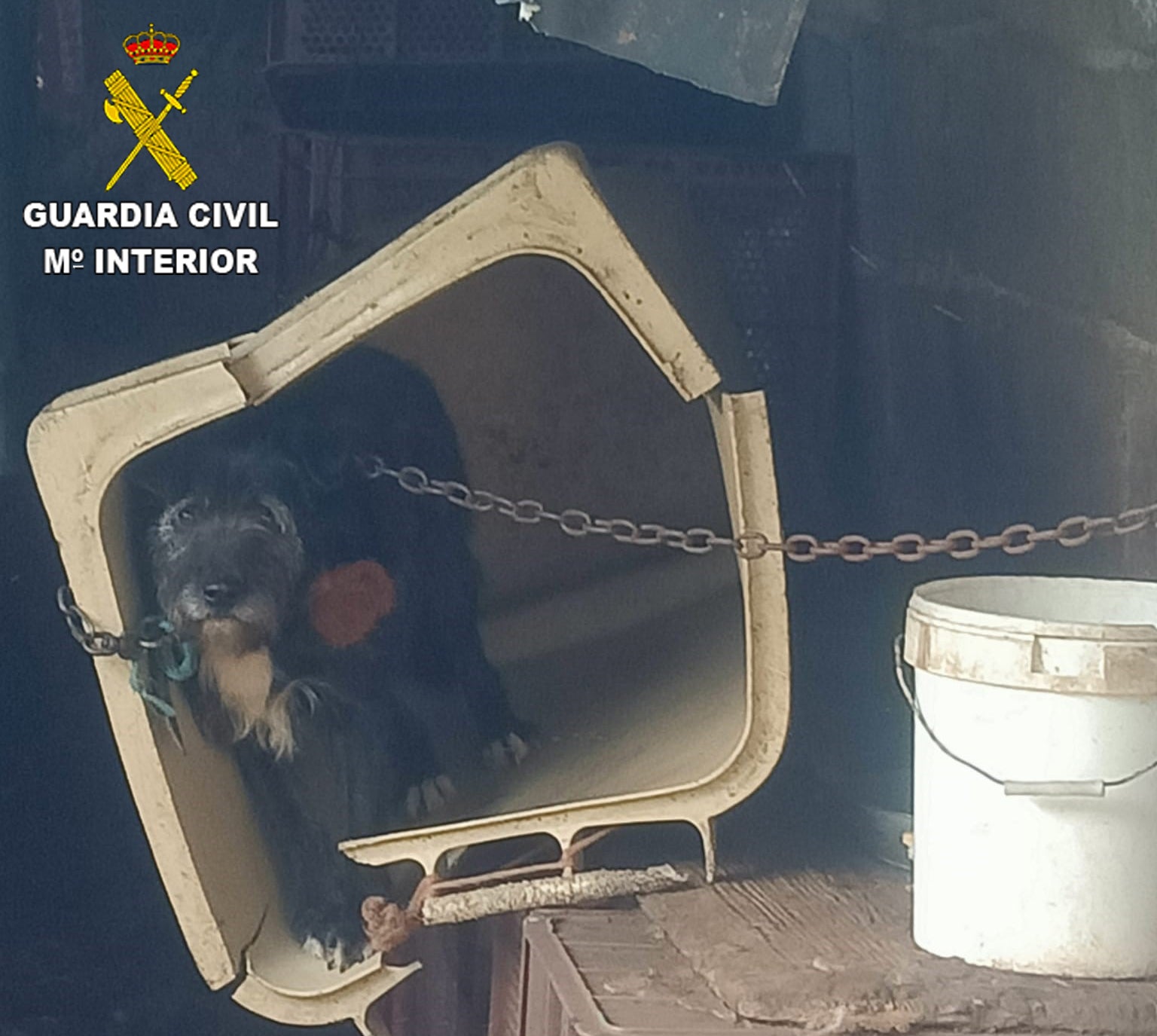 26 animales, liberados en Praves (Hazas de Cesto) 26 animales, liberados en Praves (Hazas de Cesto)