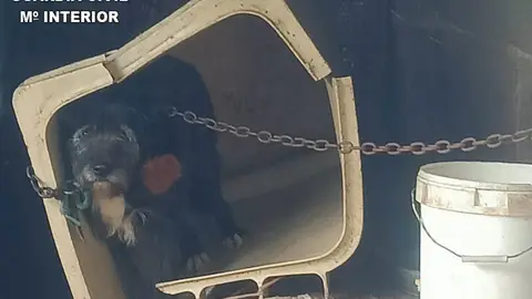 Uno de los perros rescatados en Praves