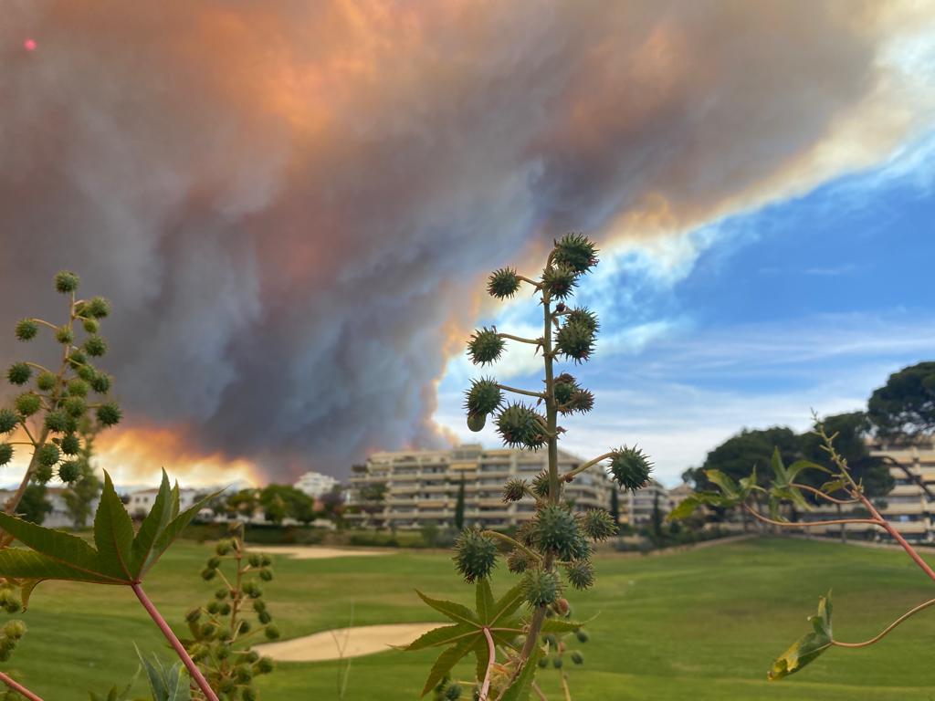 Un incendio en Pujerra obliga a desalojar a unos 3.000 residentes de Benahavís Un incendio en Pujerra obliga a desalojar a unos 3.000 residentes de Benahavís