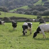 Vacas pastando 