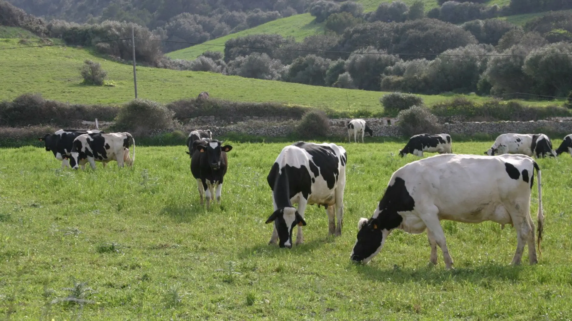 Vacas pastando en Menorca. 