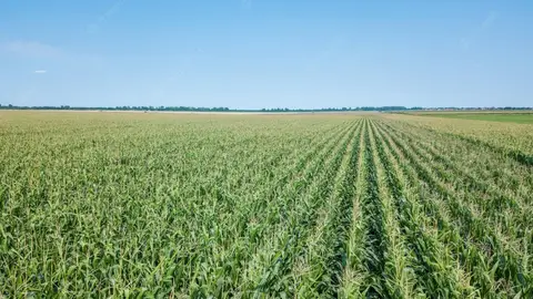 Imagen de un campo de maíz. Cereal