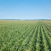 Imagen de un campo de maíz. Imagen de un campo de maíz.