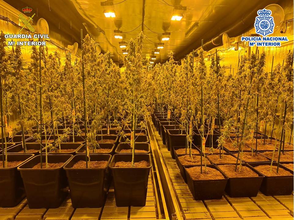 Cae una red dedicada al cultivo y venta de marihuana que operaba desde Elche, Crevillent y Alicante Cae una red dedicada al cultivo y venta de marihuana que operaba desde Elche, Crevillent y Alicante