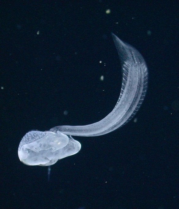 Ciencia en La Brújula: Los desiertos del océano, cómo sobrevivir donde sólo hay agua Ciencia en La Brújula: Los desiertos del océano, cómo sobrevivir donde sólo hay agua