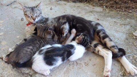 Animales abandonados