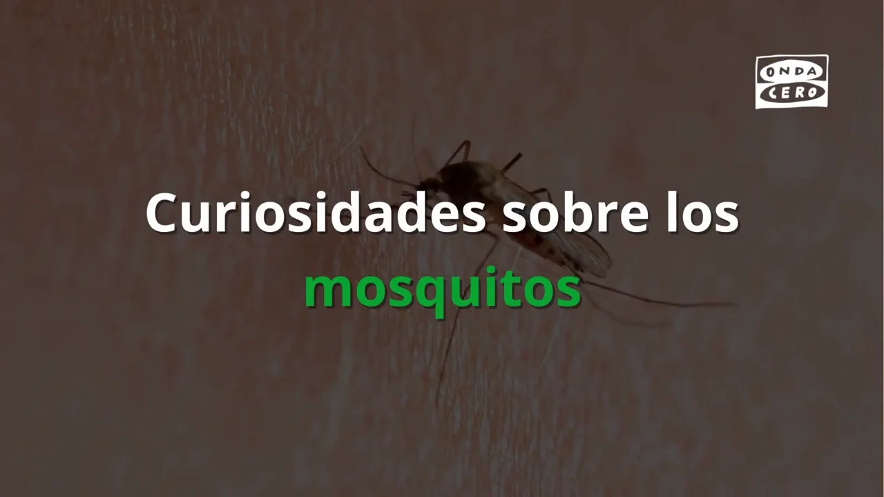 Curiosidades sobre los mosquitos Curiosidades sobre los mosquitos