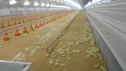 LA UNIÓ denuncia que el precio del pollo se dispara un 164% de la granja a los supermercados