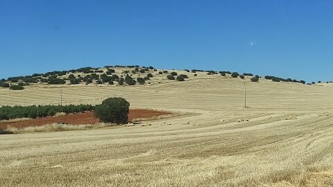 Campo de cereal cosechado