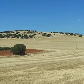 Campo de cereal cosechado Campo de cereal cosechado