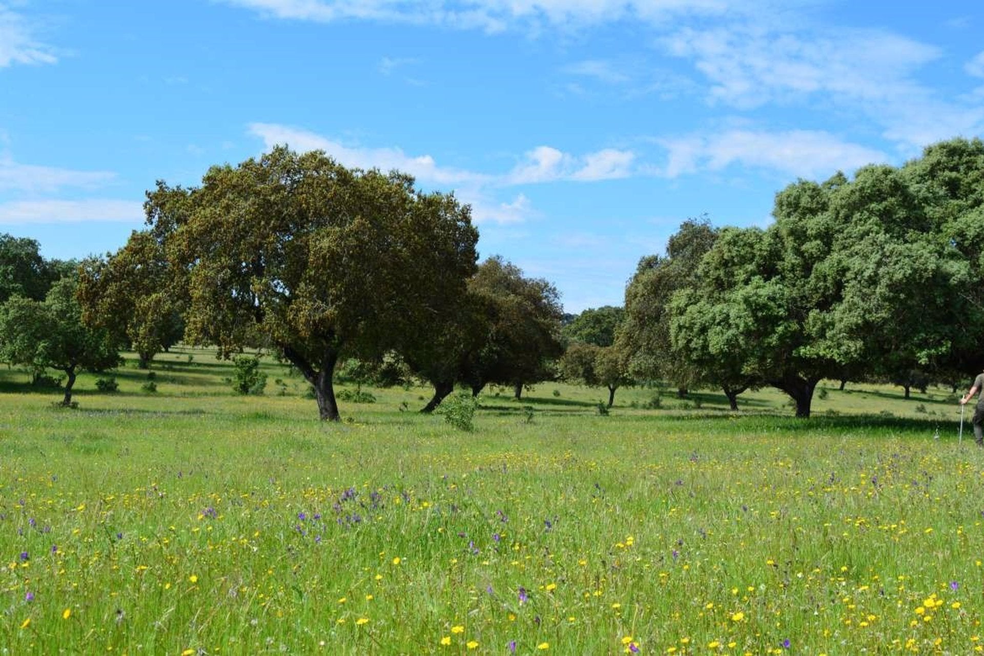 Pozoblanco celebra la Noche Europea de los Investigadores con un encuentro sobre los retos de la dehesa Pozoblanco celebra la Noche Europea de los Investigadores con un encuentro sobre los retos de la dehesa