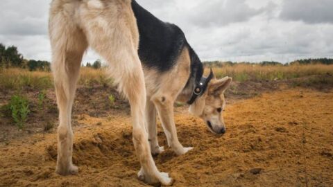 &Aacute;ngel Osuna, adiestrador canino: "El olfato de nuestro perro puede detectar enfermedades" 