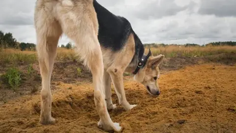 Ángel Osuna, adiestrador canino: "El olfato de nuestro perro puede detectar enfermedades" Ángel Osuna, adiestrador canino: "El olfato de nuestro perro puede detectar enfermedades"