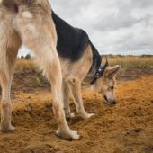 Ángel Osuna, adiestrador canino: "El olfato de nuestro perro puede detectar enfermedades" 