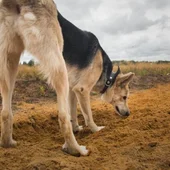 Ángel Osuna, adiestrador canino: "El olfato de nuestro perro puede detectar enfermedades" Ángel Osuna, adiestrador canino: "El olfato de nuestro perro puede detectar enfermedades"