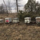 Colmenas de abejas colocadas en la zona del incendio de 2019