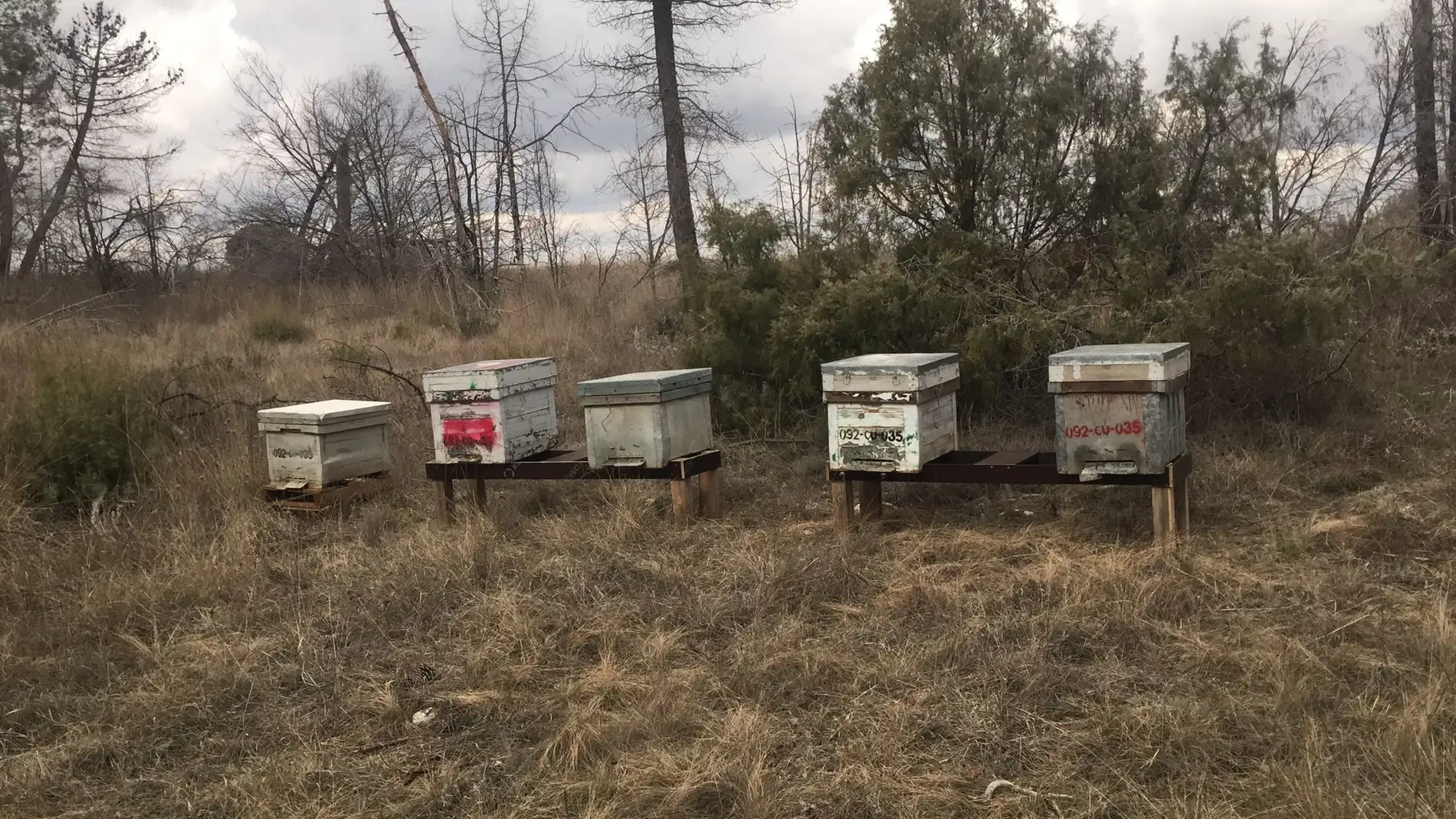 Colmenas de abejas colocadas en la zona del incendio de 2019
